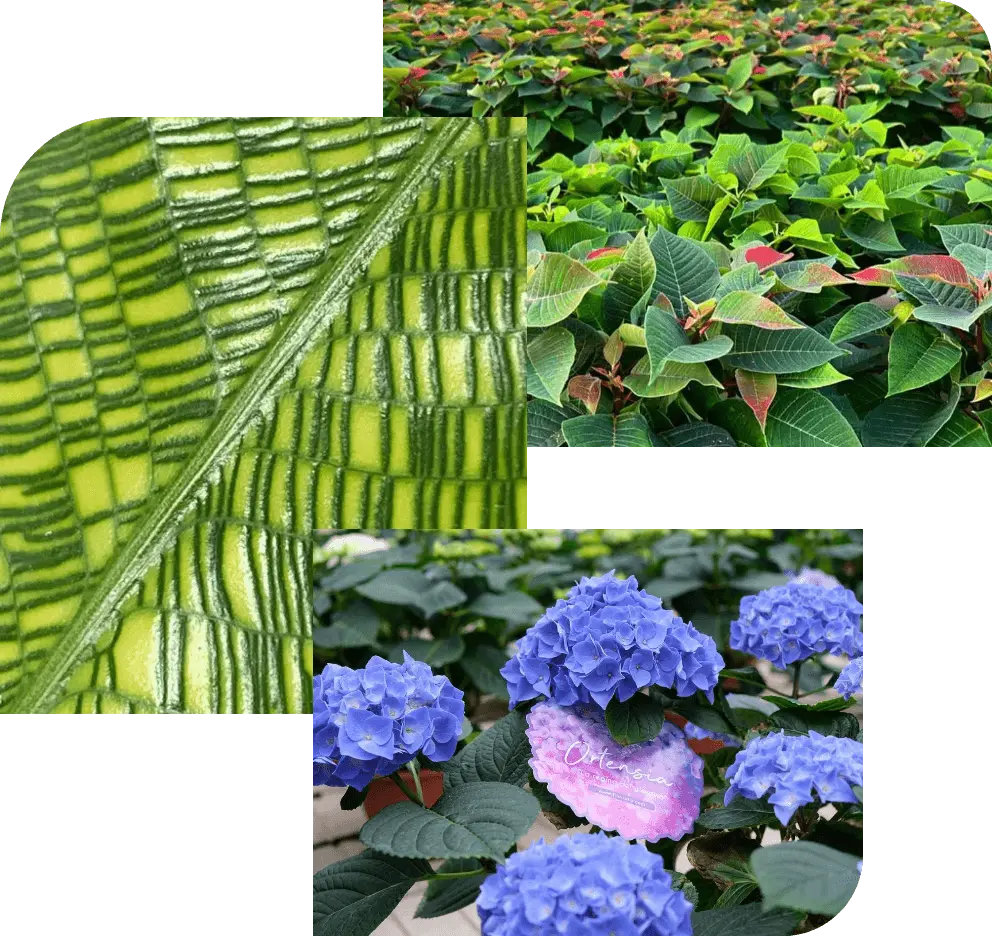 Aggregazione di foto di fiori e piante